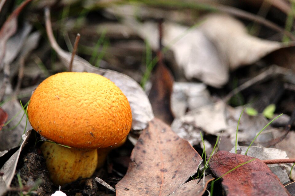 Orange yellow leaves