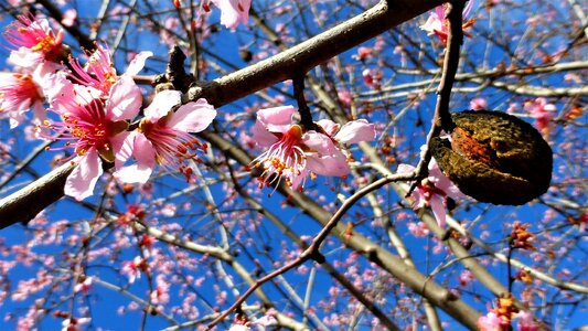 Branch almond tree season photo