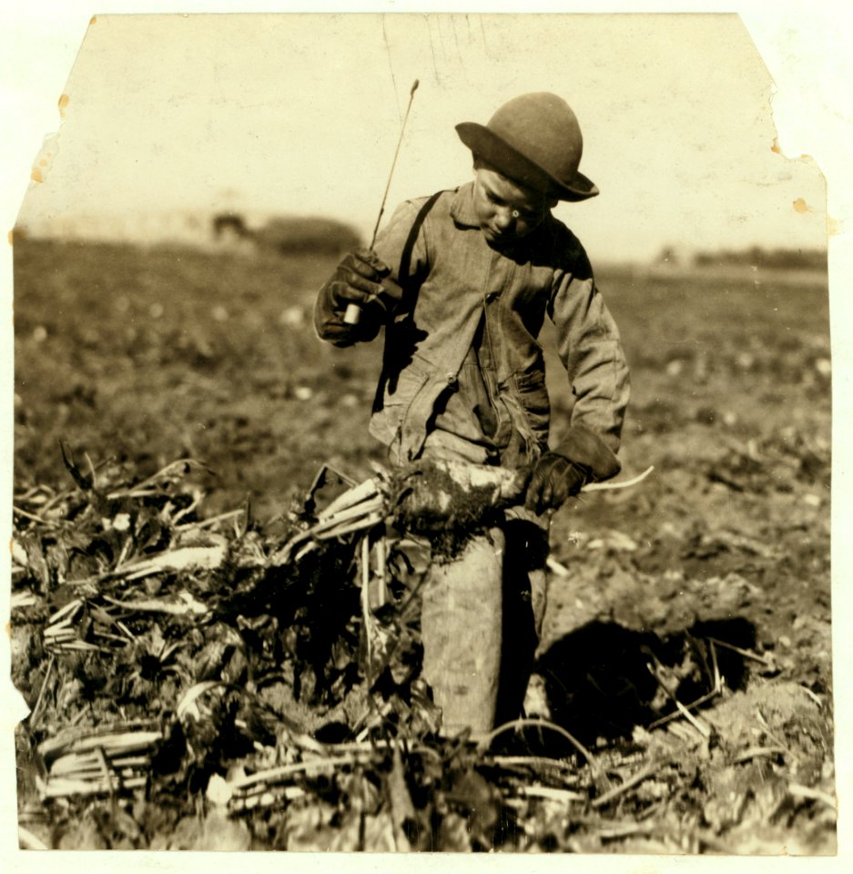 Seven-year-old Alex Reiber topping. He said, 'I hooked me knee with the beet-knife, but I jest went on a-workin'.' LOC cph.3c00669