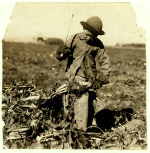 Seven-year-old Alex Reiber topping. He said, 'I hooked me knee with the beet-knife, but I jest went on a-workin'.' LOC cph.3c00669