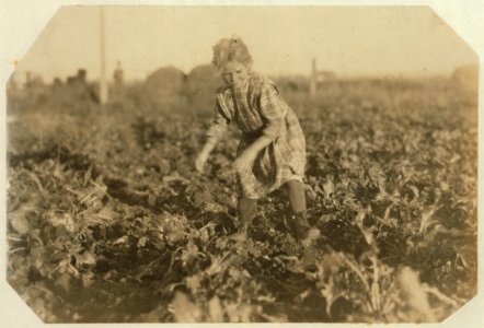 Seven-year-old Maggie Wohn pulls and piles the beets. See preceding photos. LOC nclc.00339