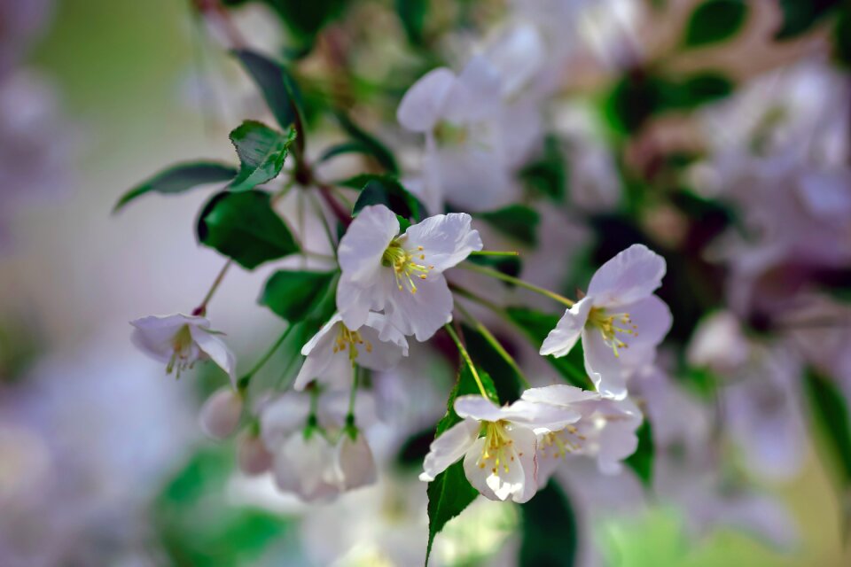 Spring cherry blossom green leaf