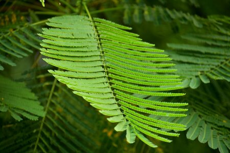 Green leaves caesalpinia pulcherrima green like