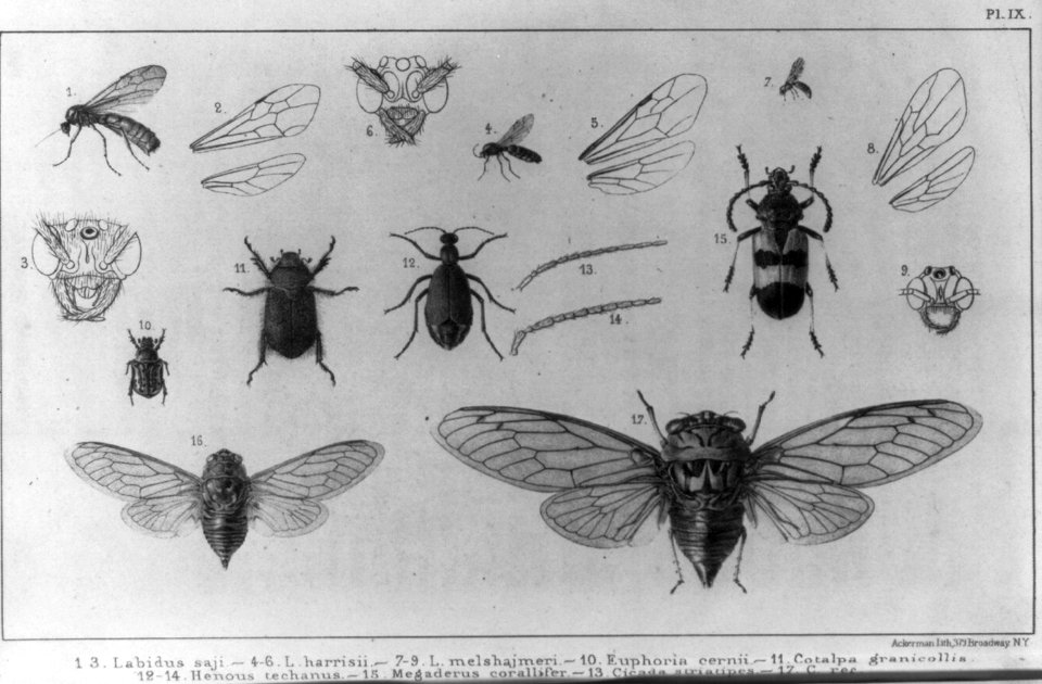 Seventeen figures of insects and parts of their bodies LCCN2004674663