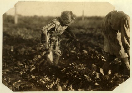 Seven-year-old Maggie Wohn pulls and piles the beets. See preceding photos. LOC nclc.00338