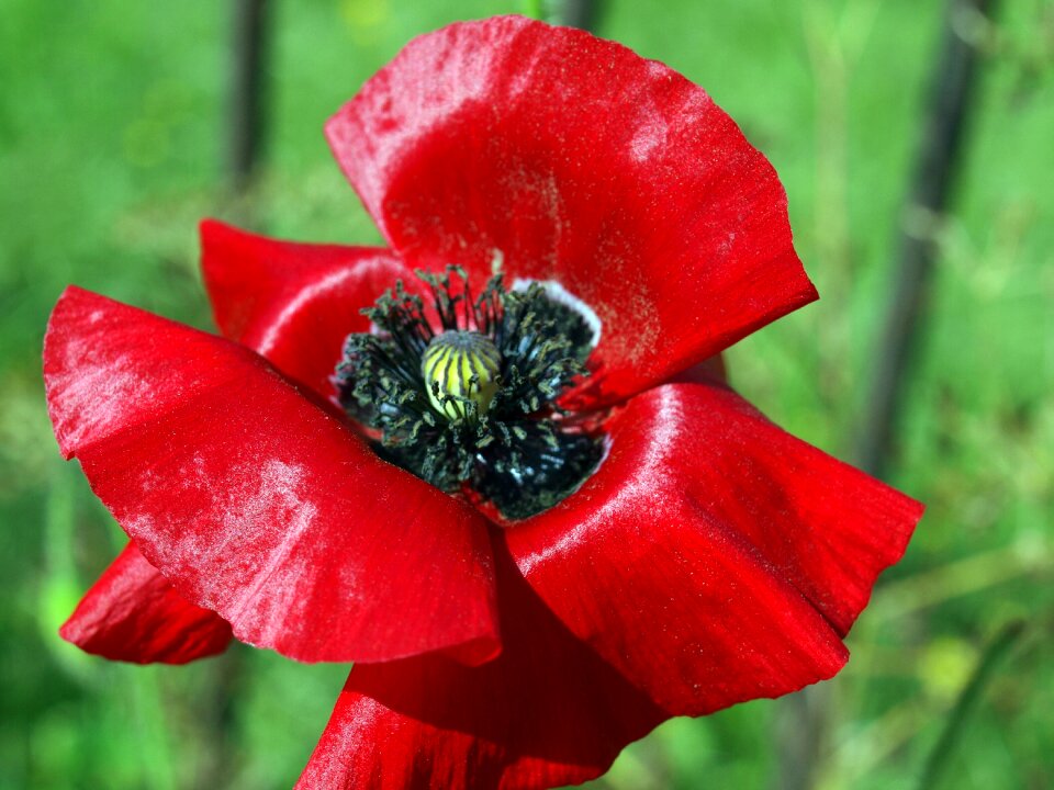 Garden summer poppy