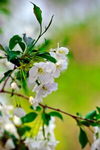 Spring cherry blossom view