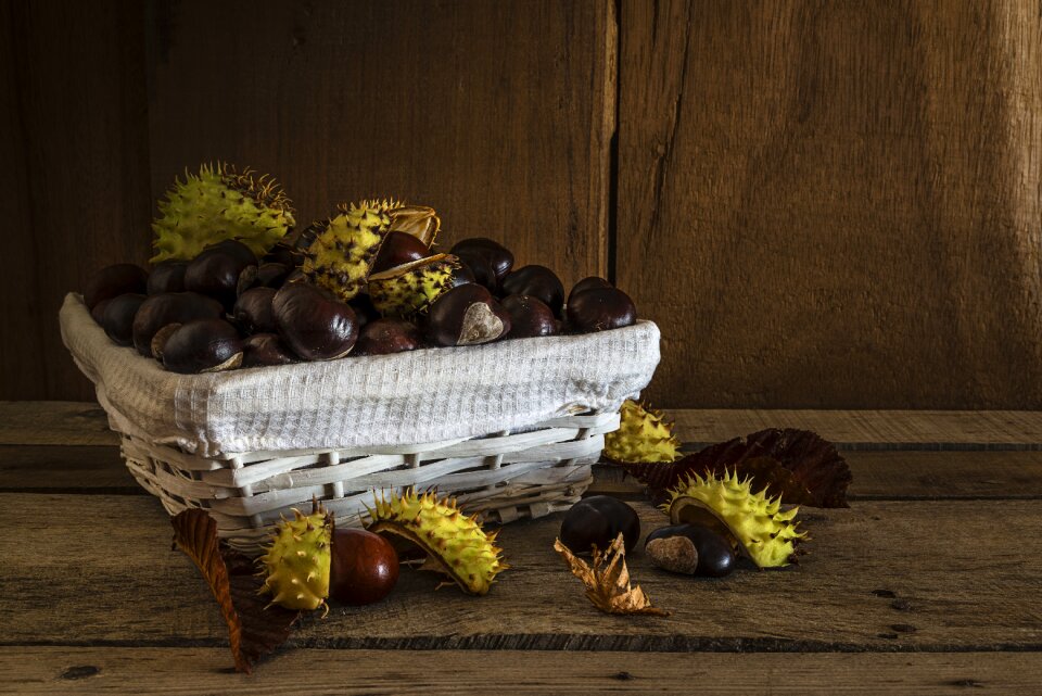 Horse chestnut nature thorny
