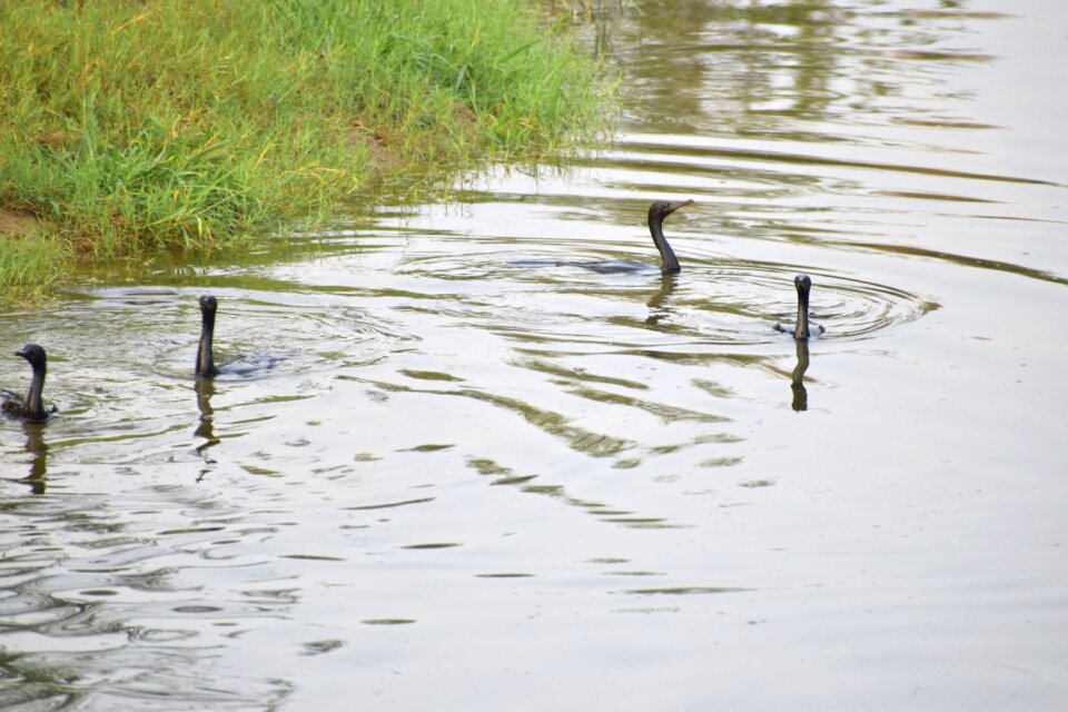 Black birds water playing aquatic birds