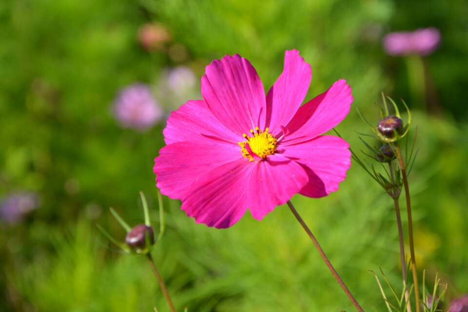 Garden flowers flowering
