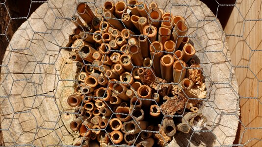 Hibernation help insect hotel insect house photo