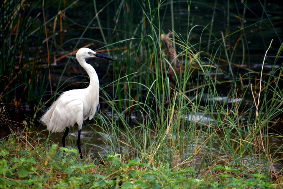Bird standing white bird black beak
