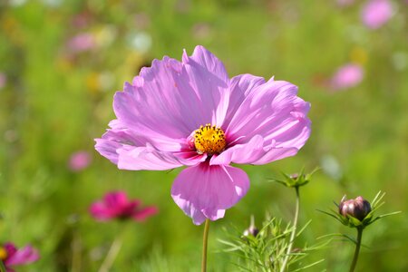 Garden fleuri flowering