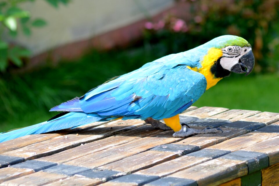 Parrot colorful animal world