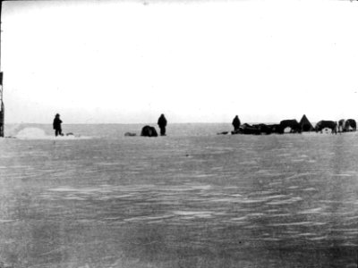 Shackleton nimrod 23