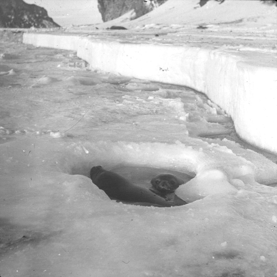 Shackleton nimrod 78