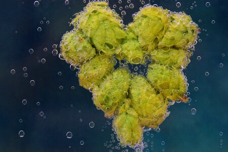 Heart heart made of hops hops heart photo