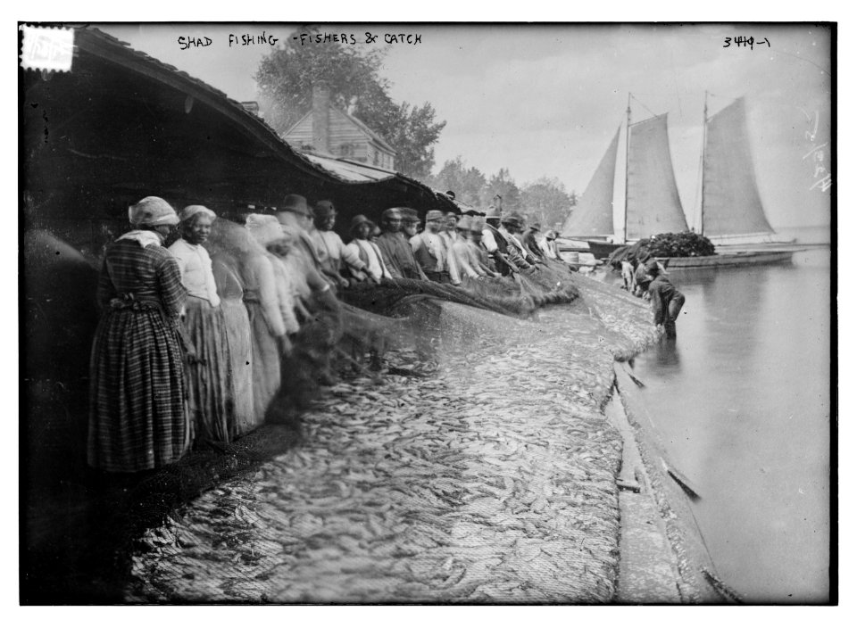 Shad fishing - fishers and catch LCCN2014698827