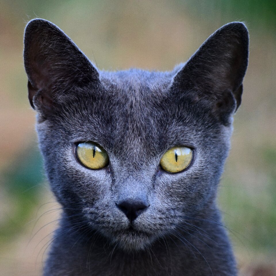 Mammal kitten grey