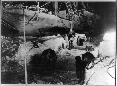 Shackleton's expedition to the Antarctic faithful dogs being fed in the ice kennel, while Endurance was stuck fast. LCCN2013646119