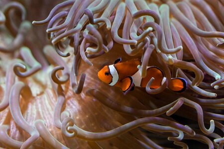 Clown fish alga water photo