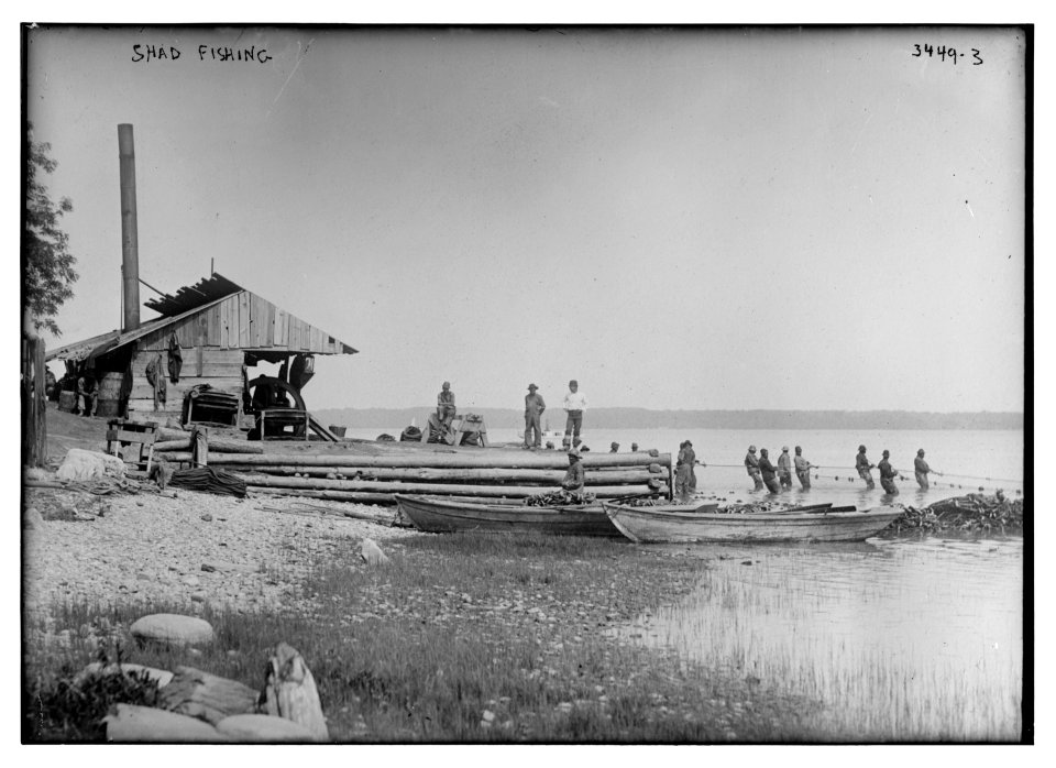 Shad fishing LCCN2014698829