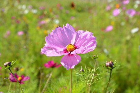 A massive bouquet purple flowers plants flowering