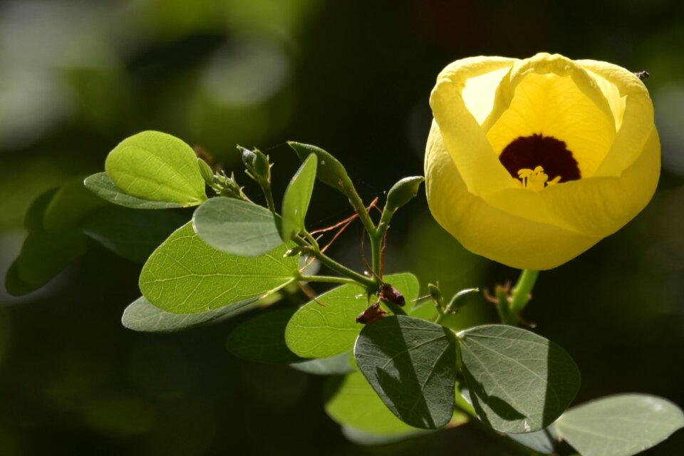 Israeli summer flower