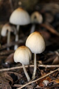 Mushroom fairy fungi