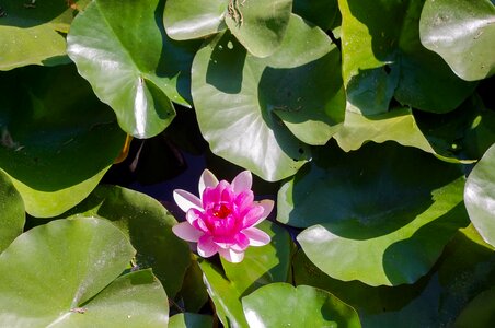 Sheet garden lotus