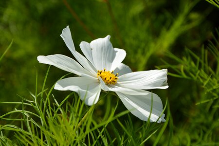 Garden fleuri flowering