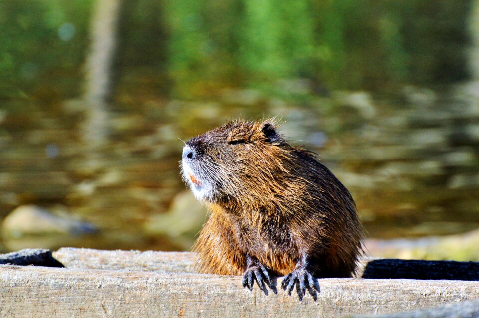 Species of rodent waters animal