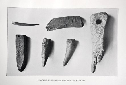 Shaped bones Beveridge 1903