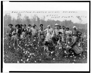 Sharecropper Sam Williams with family members and laborers in cotton field LCCN98506914