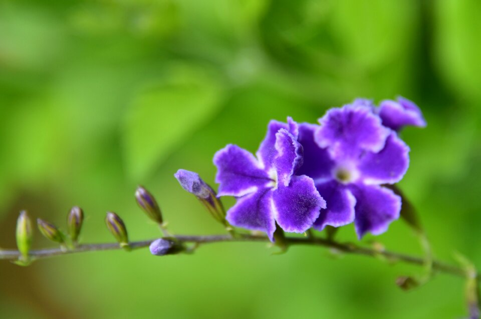 Israeli summer flower