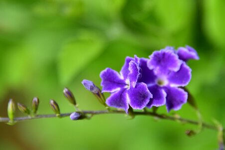 Israeli summer flower