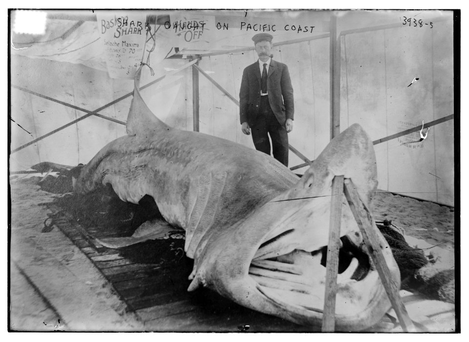 Shark caught on Pacific Coast LCCN2014702365