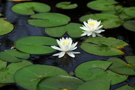 Flowers leaf plants photo