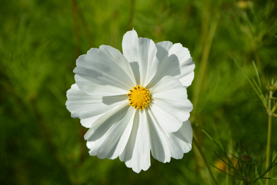 Nature garden fleuri