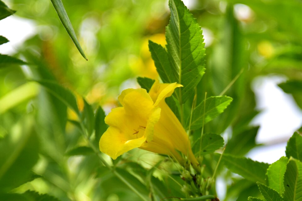 Israeli summer flower