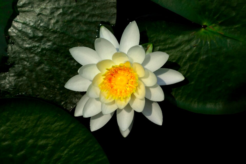 Flowers leaf plants