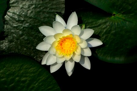 Flowers leaf plants