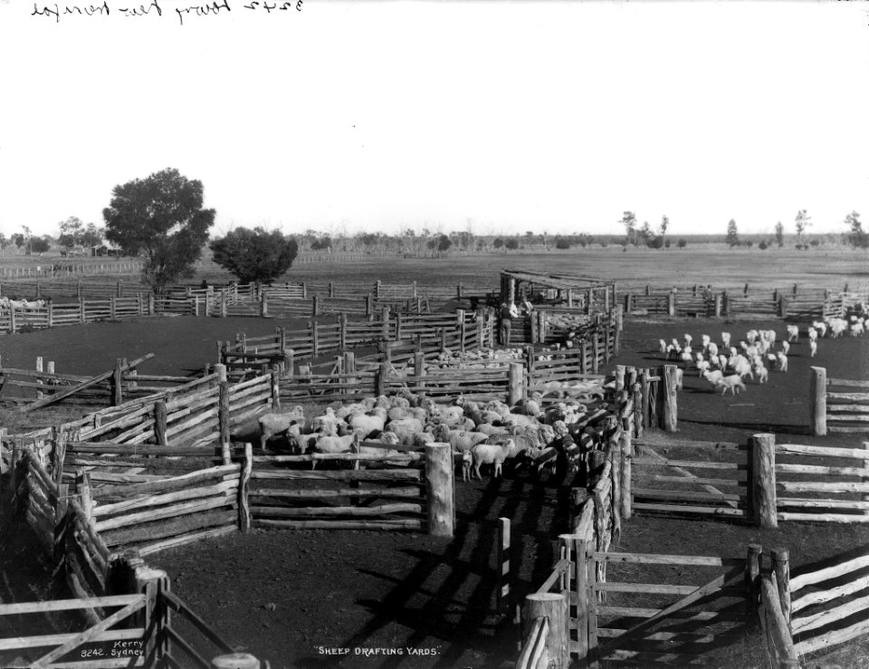 Sheep drafting yards from The Powerhouse Museum Collection