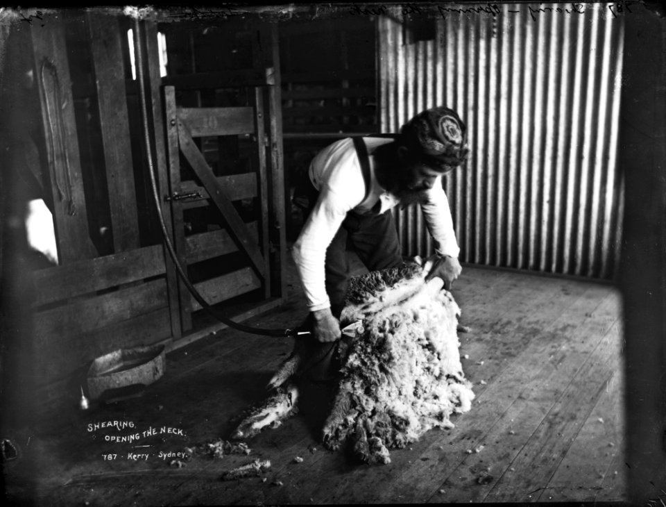 Shearing, opening the neck from The Powerhouse Museum Collection
