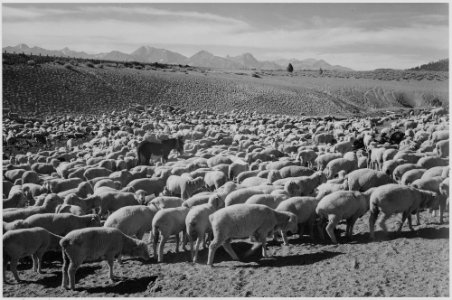 Sheep Flock in Owens Valley, 1941., 1941 - NARA - 519952