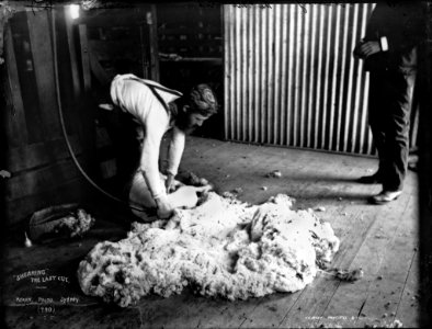 Shearing, the last cut from The Powerhouse Museum Collection