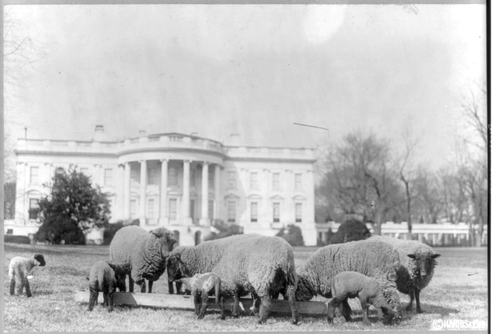 Sheep on the White House lawn LCCN2004667793