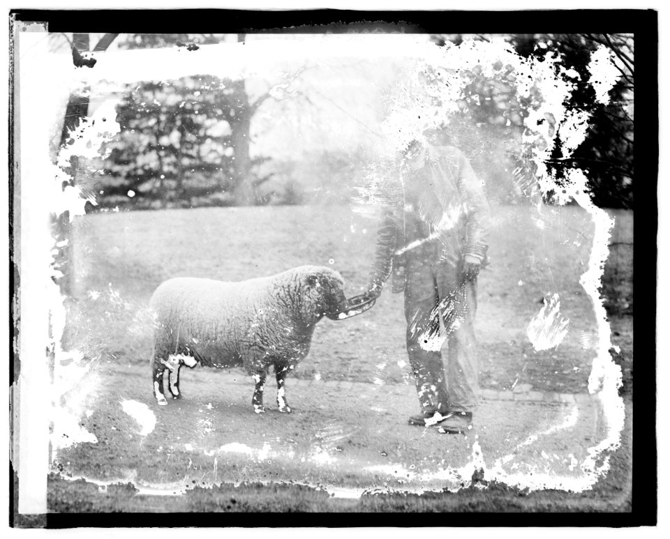 Sheep White House LCCN2016827488