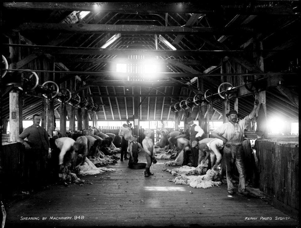Shearing by machinery from The Powerhouse Museum Collection
