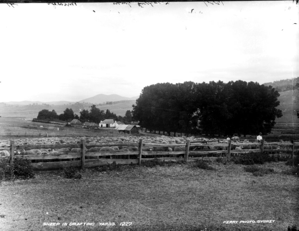Sheep in drafting yards from The Powerhouse Museum Collection